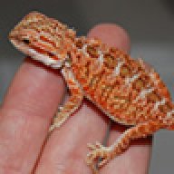 calientedragons