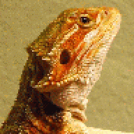 RobertII