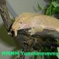 StikyPaws312@aol.com