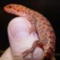GainesReptiles