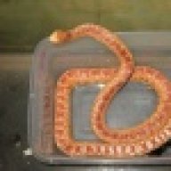 snakebiteAZ1