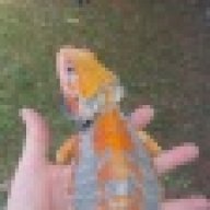 draggintails