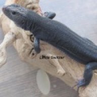 Switzer Reptiles Inc.