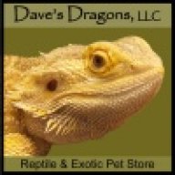 Daves_Dragons