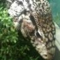snakebuz