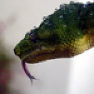 Dogboa