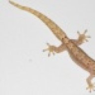 MauricesExoticPets