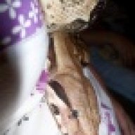 southern_boa_gurl