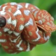 reptileswild