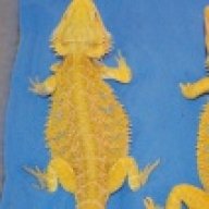 CarolinaClassicDragons