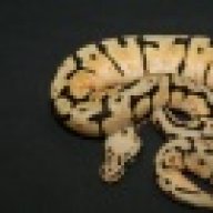 kainana_dragons
