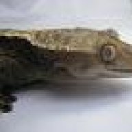 ReptilesForEver