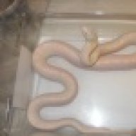 lcpython
