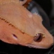 brandieb