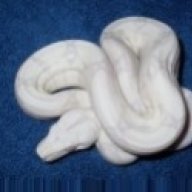 SmokyMtnReptiles