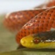 Reptiledoc
