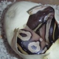 KLHReptiles