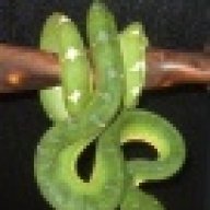 MEReptiles