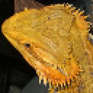 BADragons
