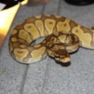 snakemami