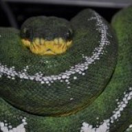 CMB Reptiles