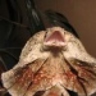 dragonslare