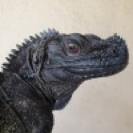 reptilelover81