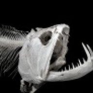 Payara