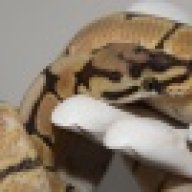 geckos-by-pam