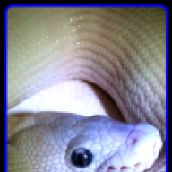 Foschi Exotic Serpents