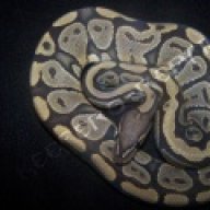 Keefer's Reptiles