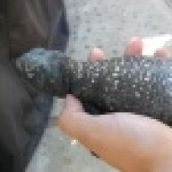 uromastyx13
