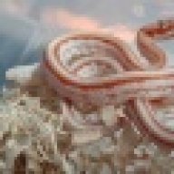 Psychotic Serpents