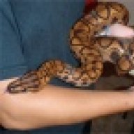 demonicreptile