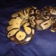 cecilbturtle
