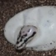 gsrept