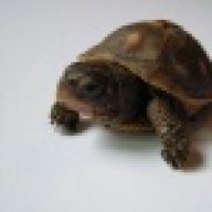 snakedave1209
