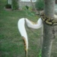 Wesballpython