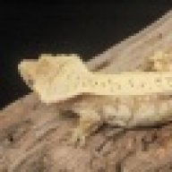 Sublime Reptiles