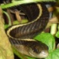 BUSHSNAKE