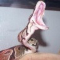 redworm