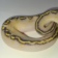 normalballpythons