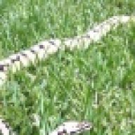 JDpythons