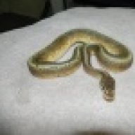 Snake4me2