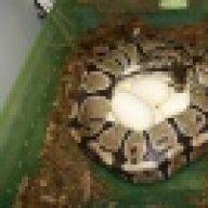 triballpython