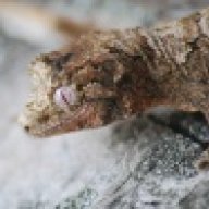 CharlieGeckos