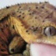 kristy<3sgeckos