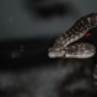 germantank22