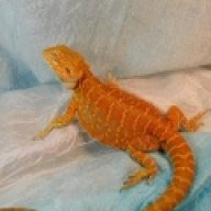 Jungle Jewels Reptiles
