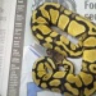 ballpython584